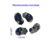 Reicheocactus bonnieae AB.jpg